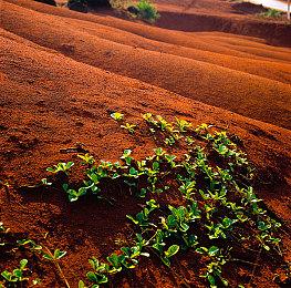 《符文工房：龙之天地》联动《天穗之咲稻姬》 发售首日上线